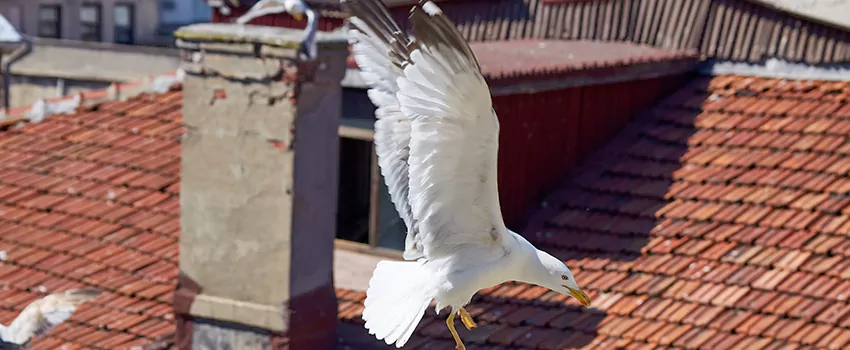 Residential Chimney Animal Removal Solution in Conway, SC