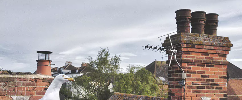 Chimney Cleaning And Restoration in Conway, South Carolina